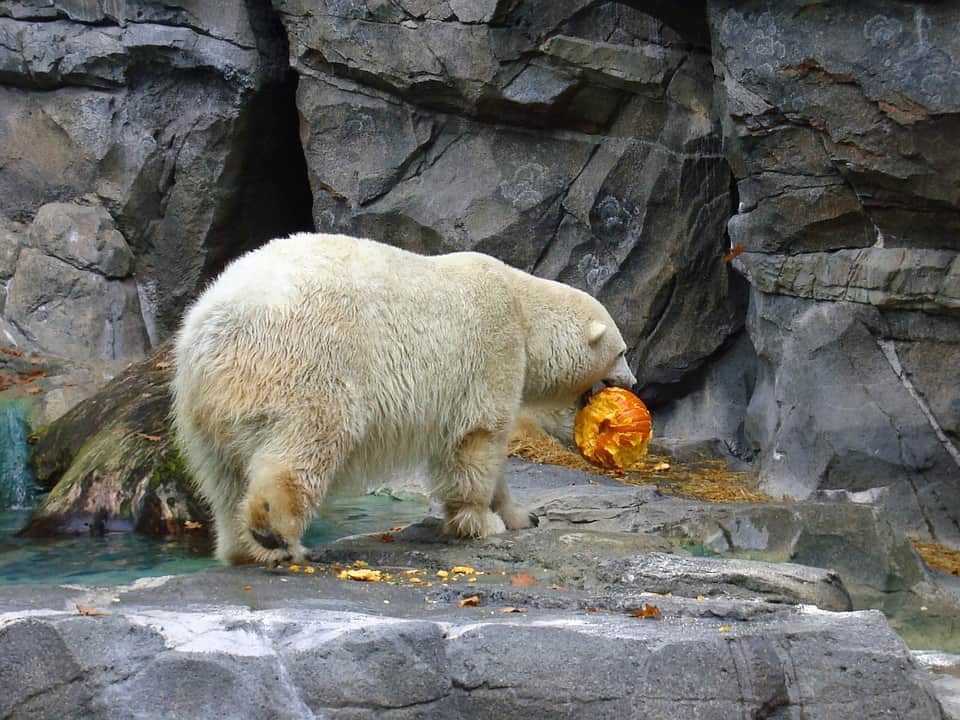 What Animals Eat Pumpkins? 21 Animals That Love Them - Yard Wiki