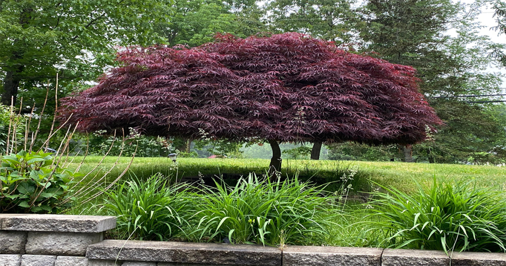 Purple Ghost Japanese Maple Yard Wiki 