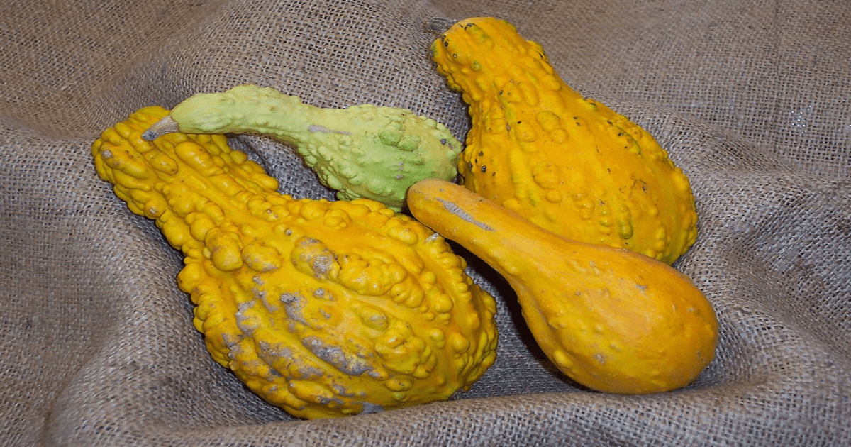 bumpy-yellow-squash-yard-wiki